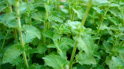 Fresh Mint Plants waving in the wind Stock Footage 106948248