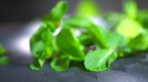 Fresh mint rotation 360 background. Peppermint Stock Footage 50048848