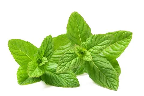 Fresh mint sprigs Stock Photos