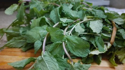 Fresh Mint Sprigs Stock Photos