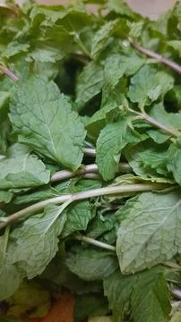 Fresh Mint Sprigs Stockfoto's