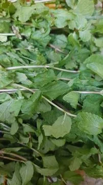 Fresh Mint Sprigs Stock Photos