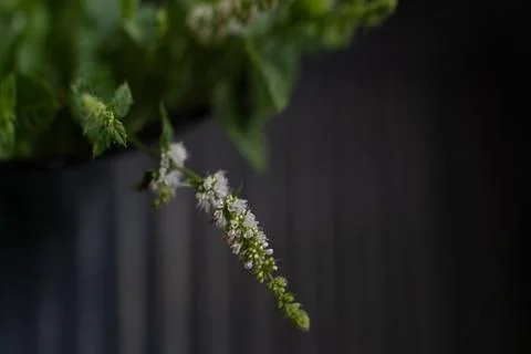 Fresh mint sprigs with small white flowers Fotos de archivo