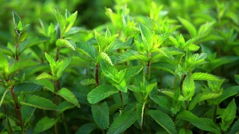 Fresh mint sways with a light blow of the wind. Organic peppermint cultivation Stock Footage 133215904