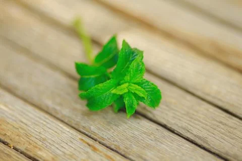 Fresh mint on the table Stock Photos