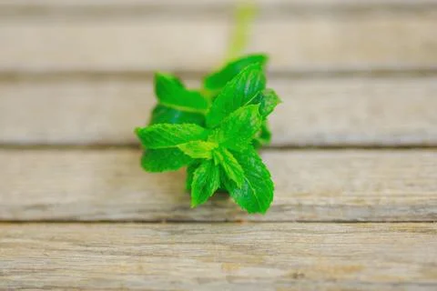Fresh mint on the table Stock Photos