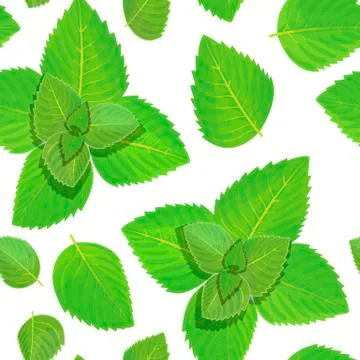 Fresh mint vector seamless pattern Stock Illustration