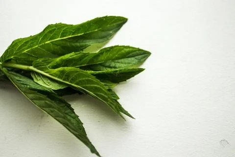 Fresh mint on white background Stock Photos