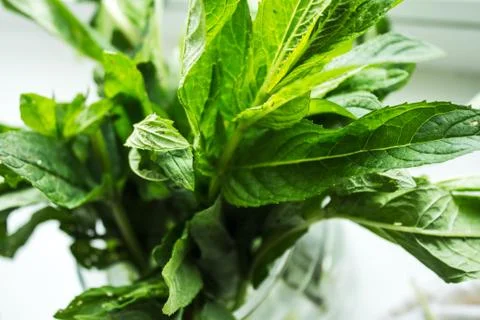Fresh mint on white background Stock Photos