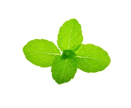Fresh mint on white background Stock Photos