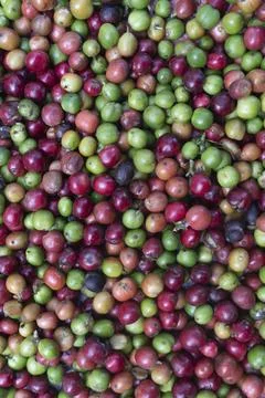 Fresh Mixed Coffee Cherries Vertical Background Stock Photos
