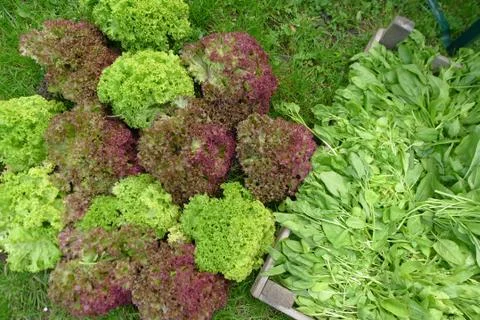Fresh mixed lettuce Stock Photos