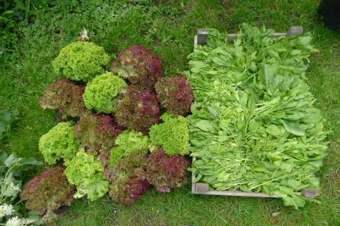 Fresh mixed lettuce Fotos Stock