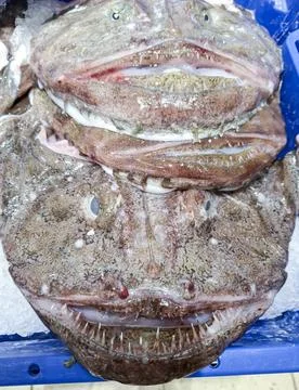 Fresh monkfish with sharp teeth and wide mouths on ice at a fish market cou.. Stock Photos