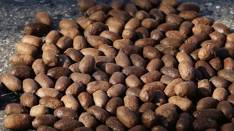 Fresh Moose Poop Stock Footage 79330224