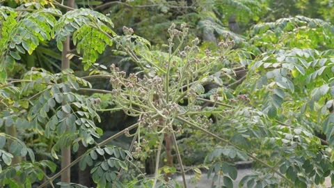 Fresh Moringa Flower Buds 库存影片 332580258
