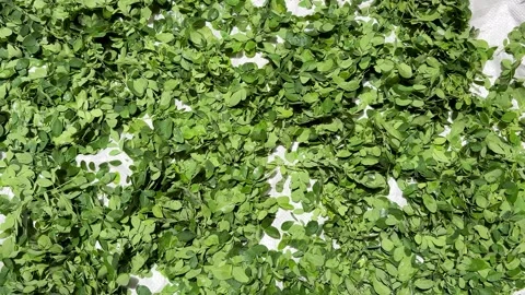 Fresh moringa leaves spread on surface fro drying natural green herbal back.. Stock Footage 334132647