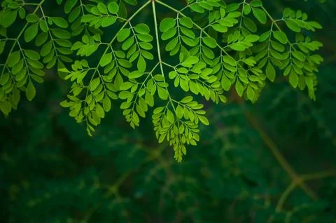Fresh Moringa tree leaf background Stock Photos