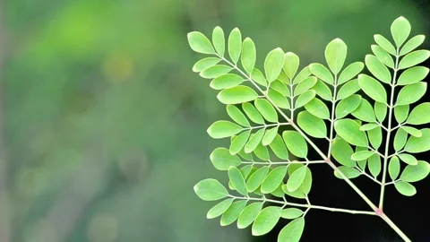 Moringa Background Stock Video Footage | Royalty Free Moringa ...