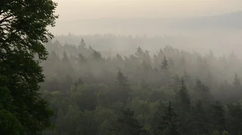Fresh Morning after Rainfall Stock Footage 60658045