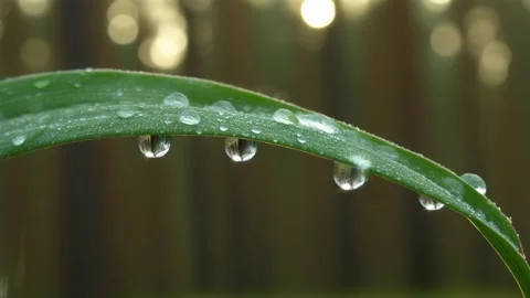 Fresh morning dew drops, like tiny jewels of nature's rain Stock Footage 311162957