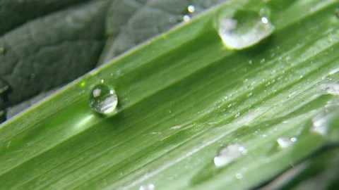 Fresh morning dew on green leaf after rain at sunlight Stock Footage 234898672