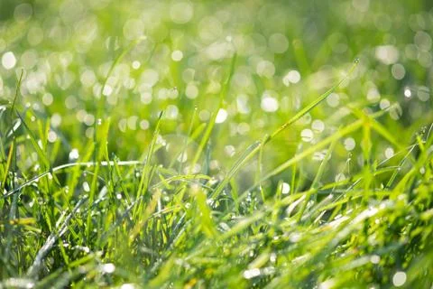 Fresh morning dew on spring grass Stock Photos