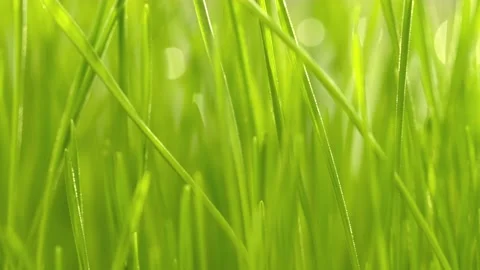 Fresh morning water dew drops on vibrant green grass lit by the sun close up Stock Footage 197142953
