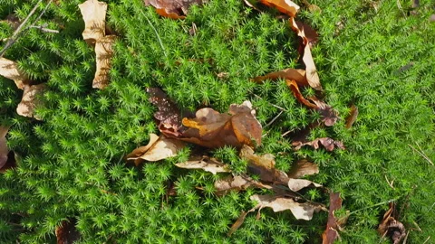 Fresh moss in the forest in early spring, some autumn leaves between the moss. Stock Footage 269231762