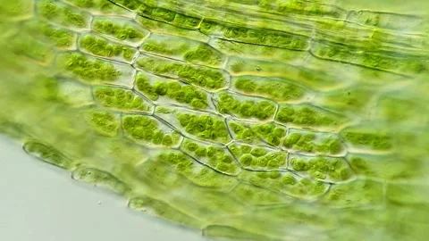 Fresh Moss Leaf Cells Viewed Under Microscope 動画素材 320457384