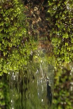 Fresh moss macro Stock Photos