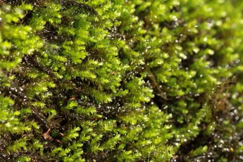 Fresh moss macro Stock Photos