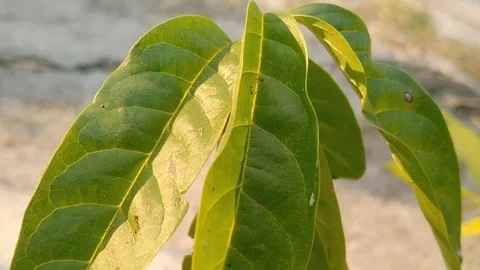Fresh Mountain Soursop Tree Leaves on Natural Background Stock Footage 340376496