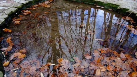 Fresh Mountain Stream and Reflective Pool (Tilting Up) Stock Footage 121845774