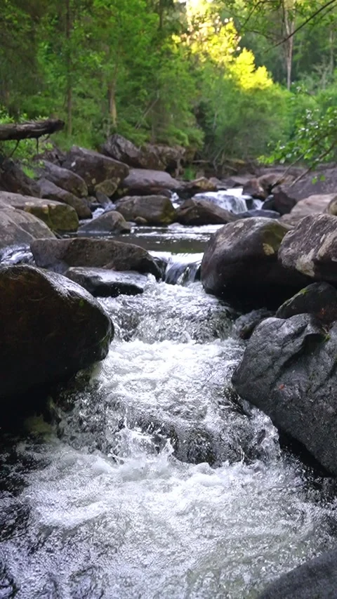 Fresh mountain stream cascading over mossy rocks in a quiet forest. Stock Footage 331881465