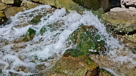 Fresh Mountain Stream Cascading Over Mossy Rocks in a Peaceful Forest Stock-Footage 343602722