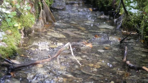 Fresh Mountain Stream clear water Stockbeeldmateriaal 81409547