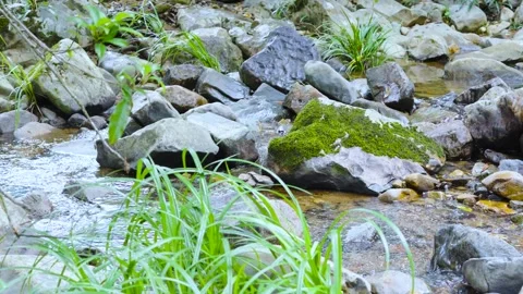 Fresh Mountain Stream Flowing Through Mossy Rocks Stock Footage 310744938