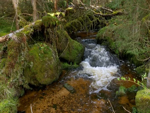 Fresh mountain stream Stock Footage 82868971
