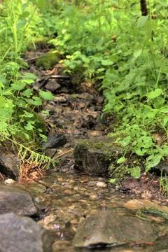Fresh Mountain Stream Stock Photos