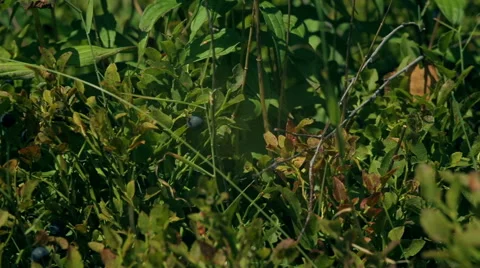 Fresh mountains' blueberries Stock Footage 55874673