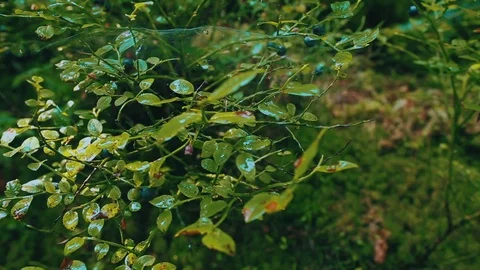 Fresh mountains' blueberries Stock Footage 70809995