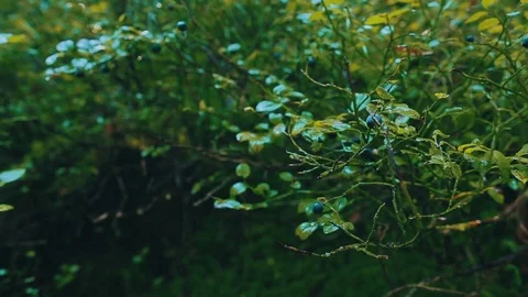 Fresh mountains' blueberries Stock Footage 70810035