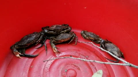 Fresh mud crab close up Stock Footage 195075486