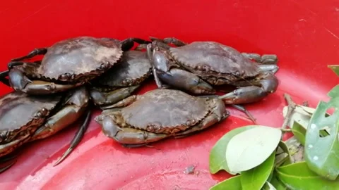Fresh mud crab close up Stock Footage 195161901
