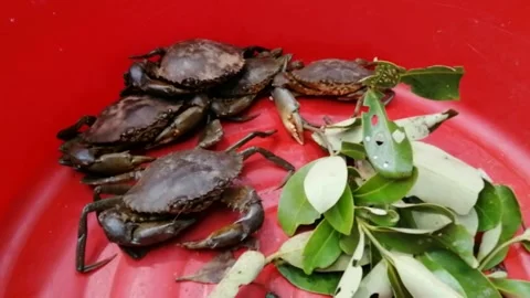 Fresh mud crab close up Stock Footage 195162400