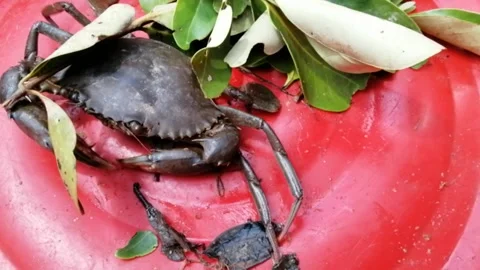 Fresh mud crab close up Stock Footage 195162941