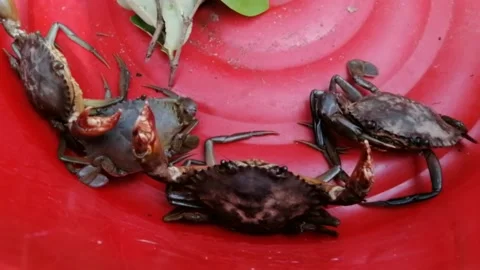 Fresh mud crab close up Stock Footage 195163321