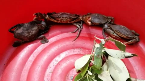 Fresh mud crab close up Stock Footage 195164083