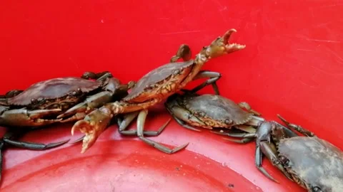 Fresh mud crab close up Stockbeeldmateriaal 195434630